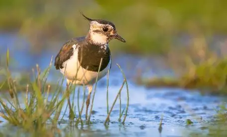 High Fen Wildland Gift Card Ecoswap